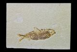 Fossil Fish (Knightia) - Wyoming #159533-1